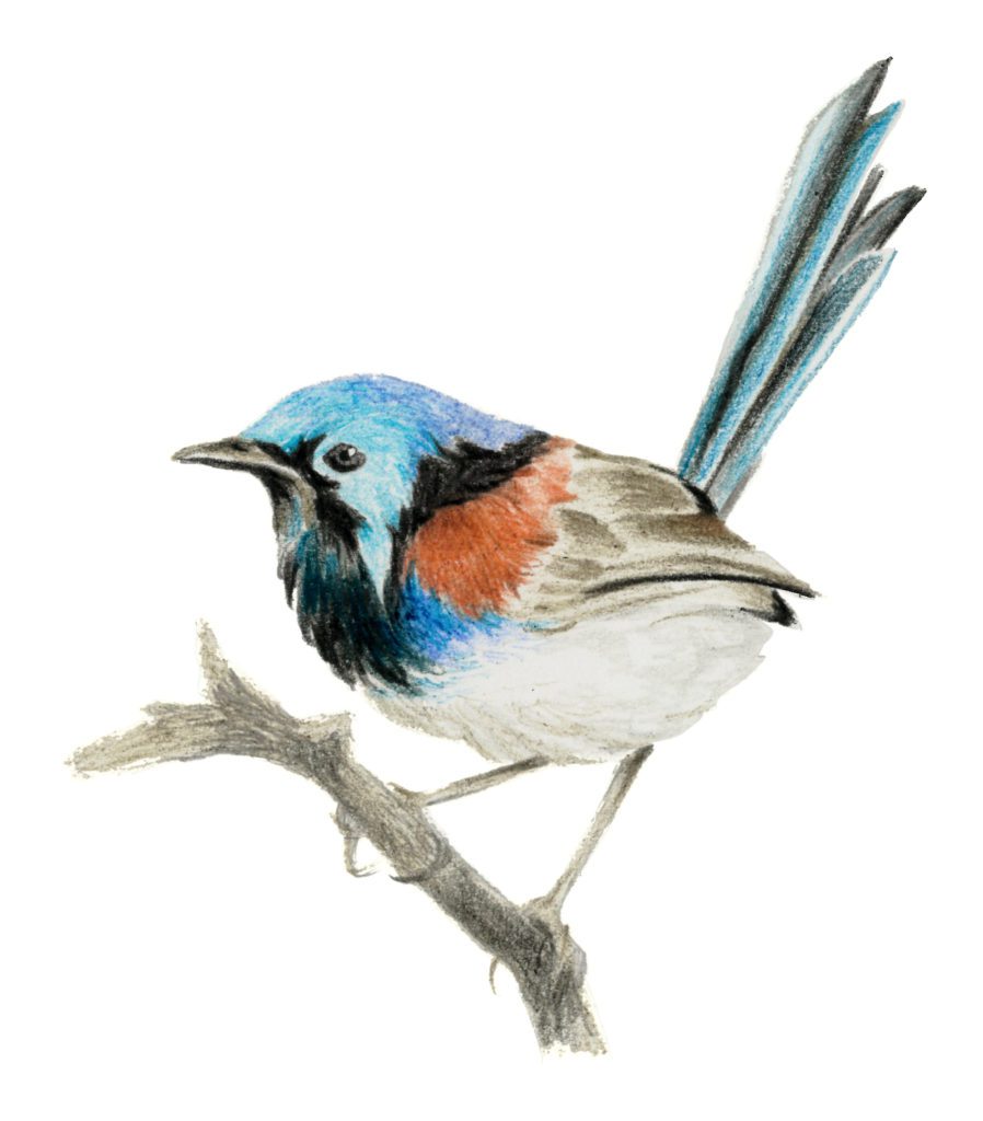 Lovely,Fairy,Wren,Sitting,On,A,Branch.,Color,Pencil,Drawing