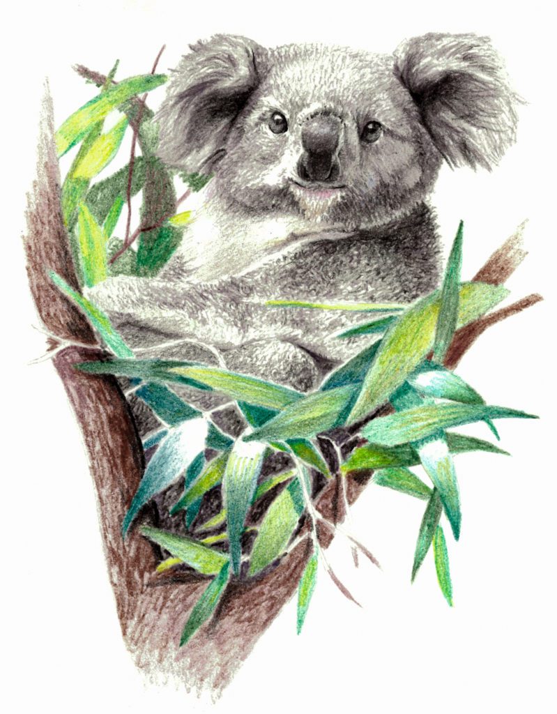 Color,Sketch,-,Koala,Bear,On,The,Tree.,On,White