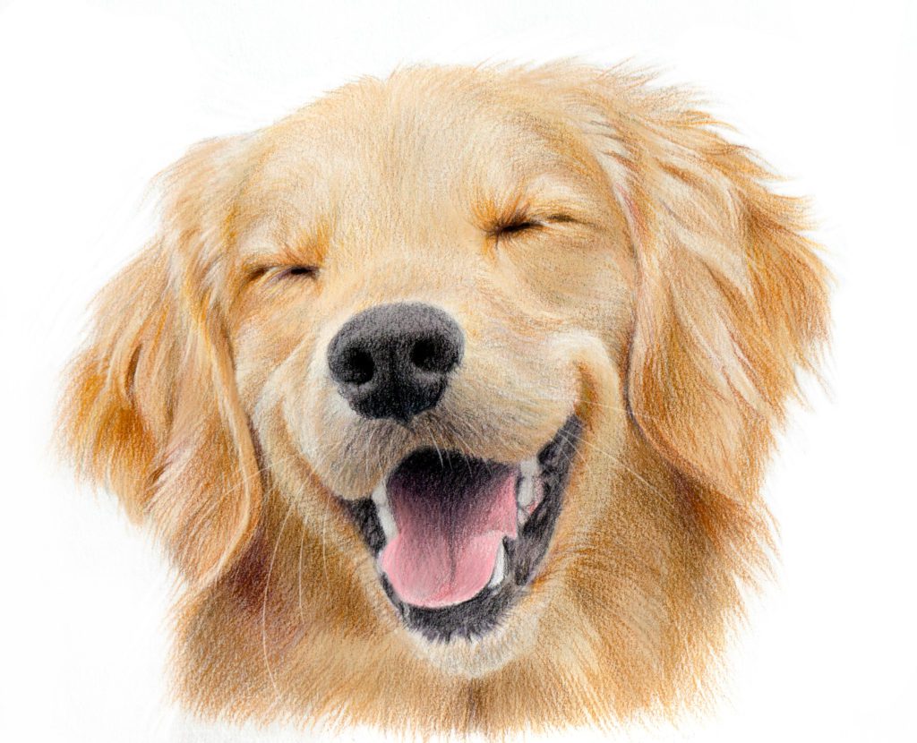 Realistic,Portrait,Of,A,Happy,Labrador,Retriever.,Hand-drawn,Drawing,Of